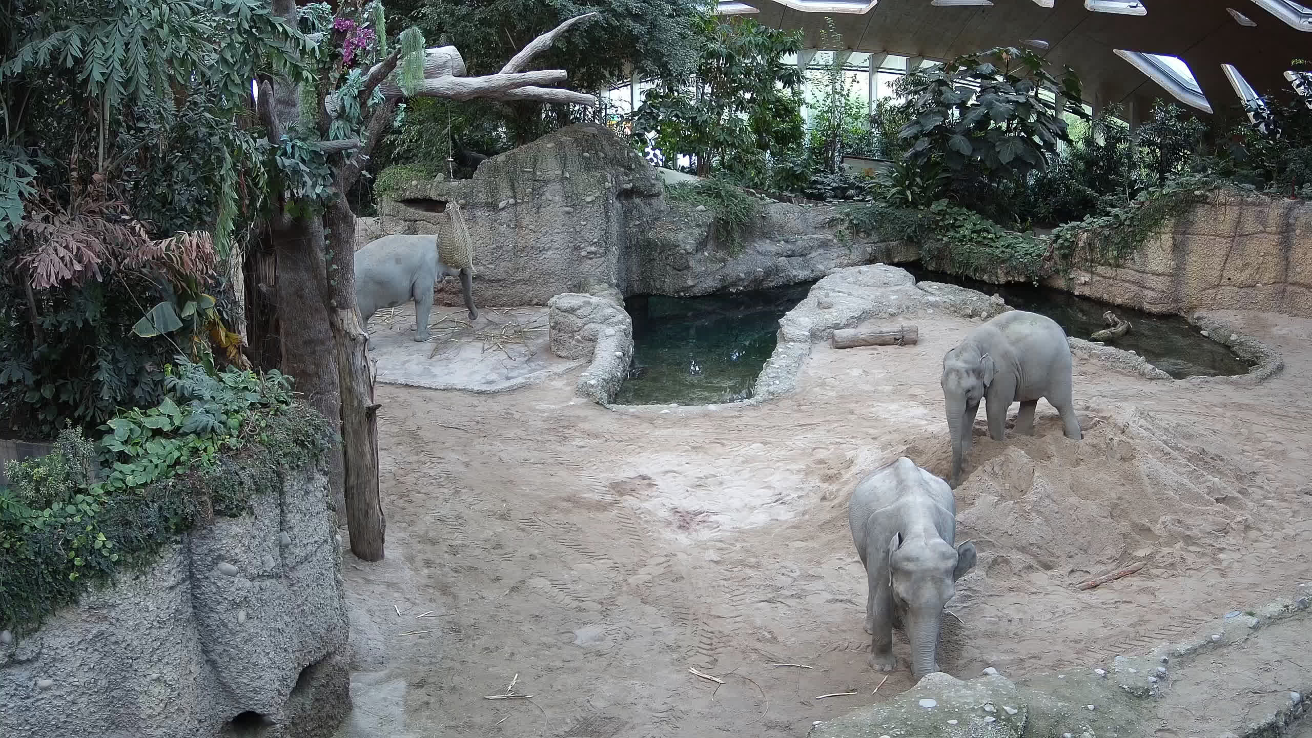 Zoo Zürich, Elefantenpark Innen - Germany